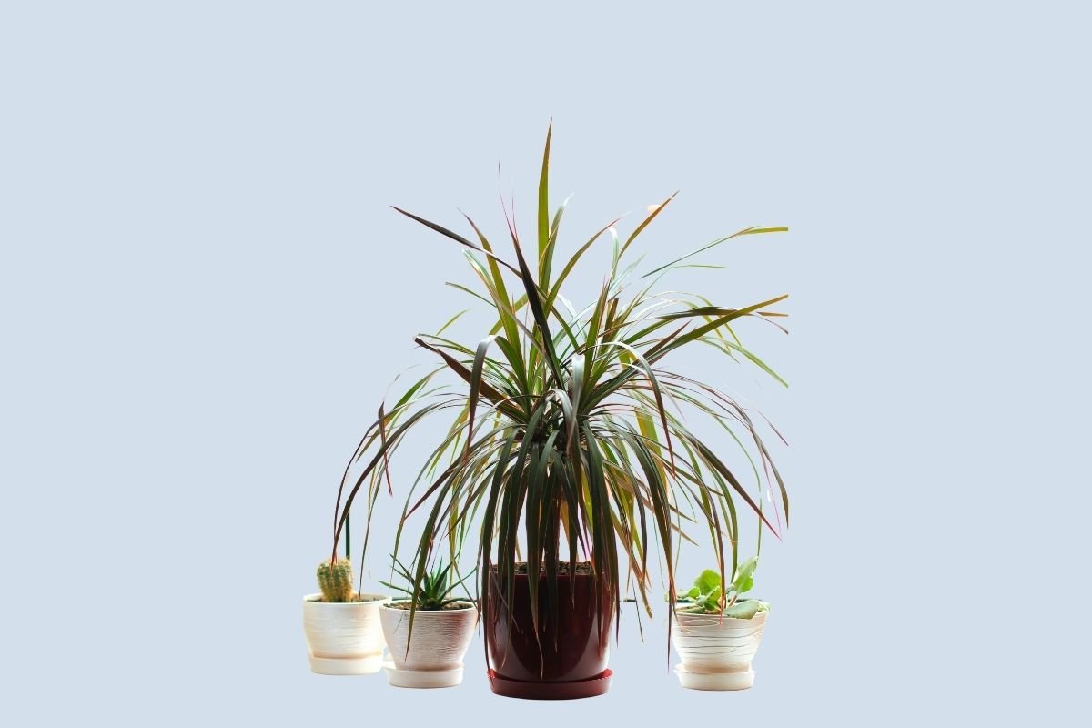 dracena (4)